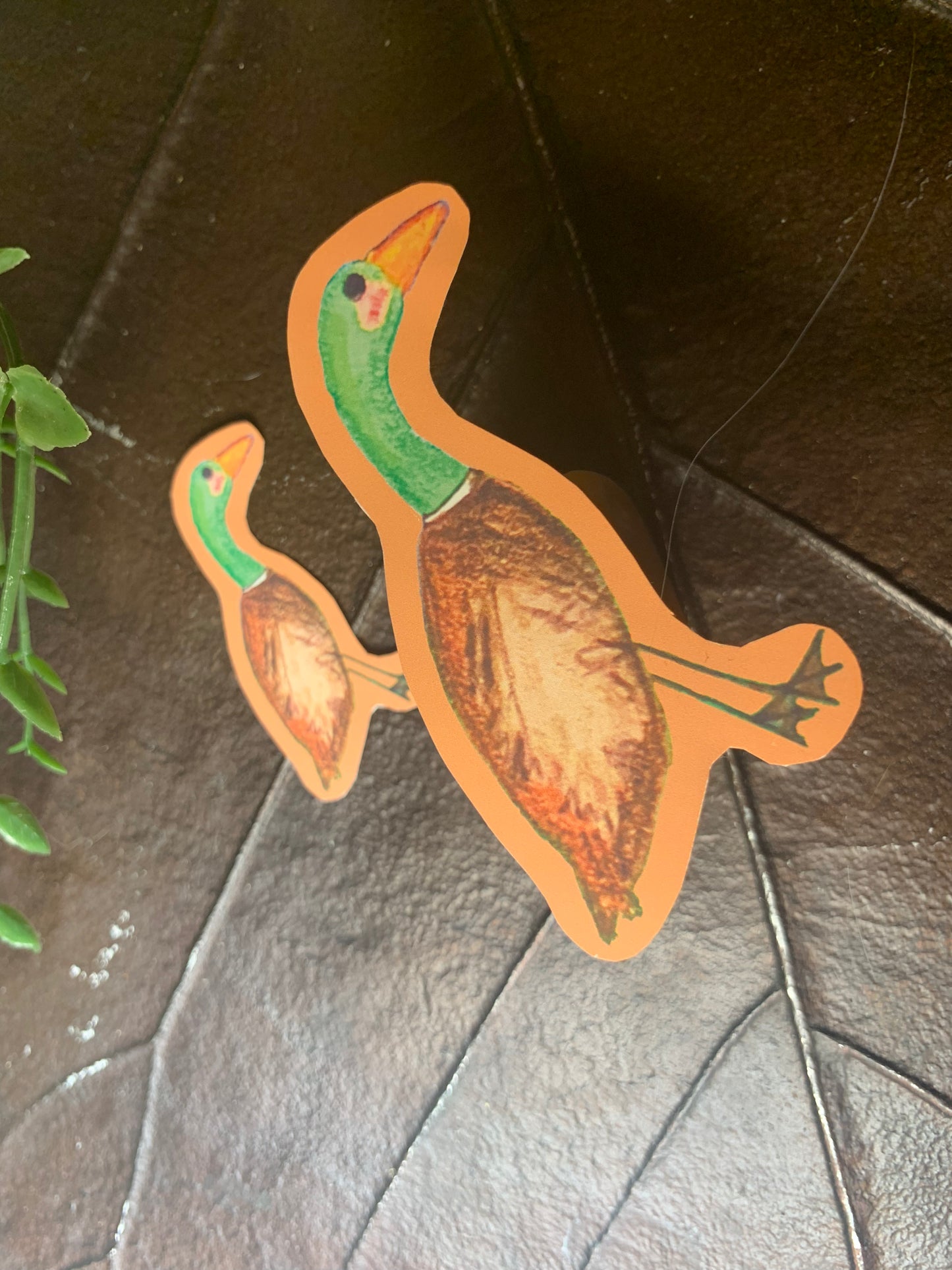 Mallard Ducky Sticker